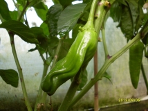 RED PETER PENIS PEPPER chili Amerika 2013