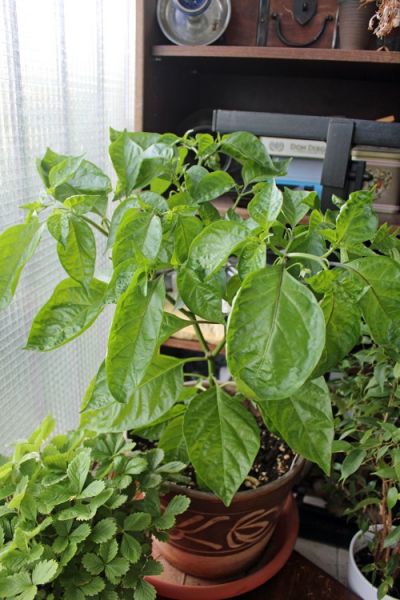 Trinidad Scorpion Moruga