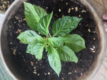 Trinidad scorpion moruga