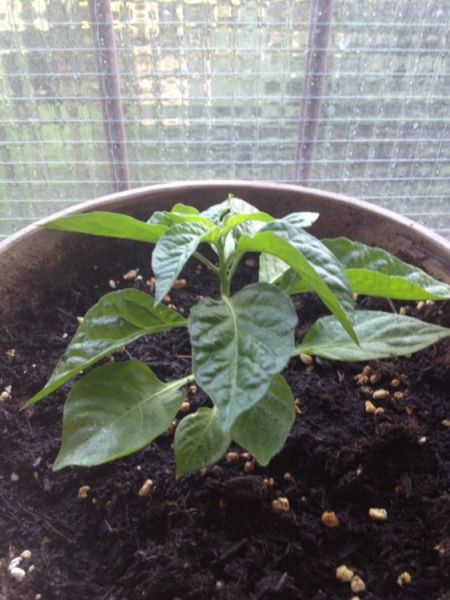 Trinidad scorpion moruga
