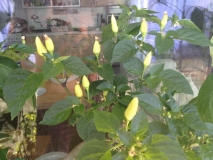 Ponsettia chilli