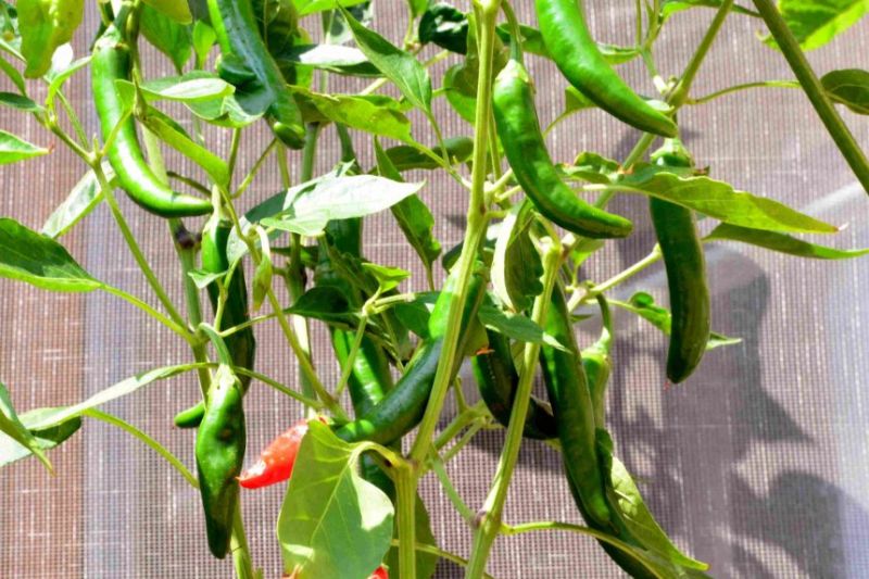 jalapeno