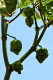 trinidad scorpion moruga