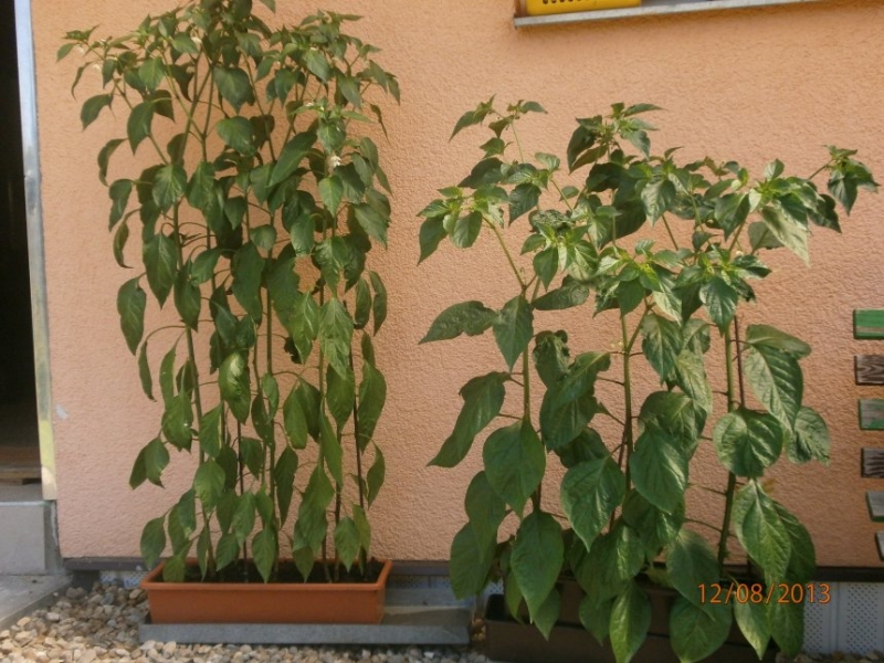 P8120229
