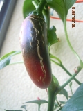 DSCN2492