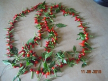 DSCN2514