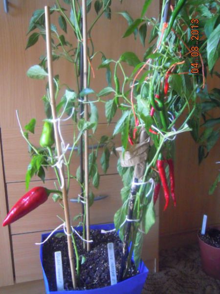 baňaté chilli z nálevu
