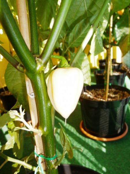 Fatalii White
