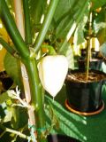 Fatalii White