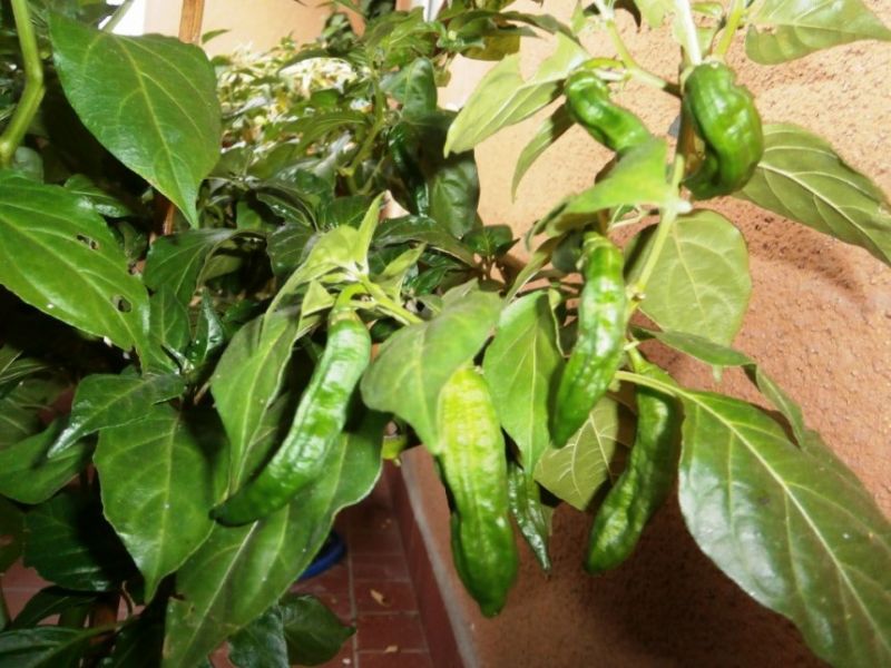 Fatalii Chocolate 2