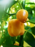 Bhut Jolokia Peach