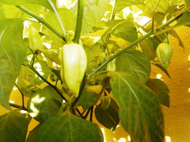 Bhut Jolokia White