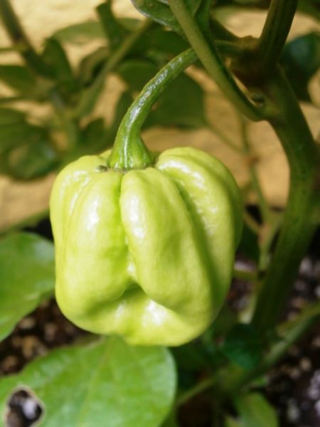 7 Pot Congo Yellow