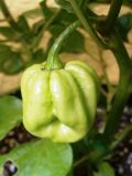 7 Pot Congo Yellow