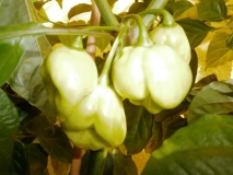 7 Pot White Hybrid