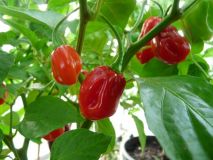 Dorset Naga / Bhut Jolokia