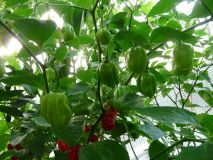 Dorset Naga / Bhut Jolokia