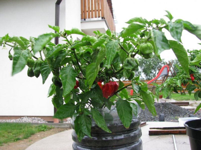 Congo Trinidad
