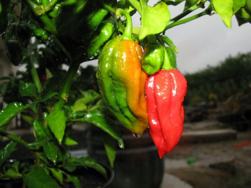 Congo Trinidad