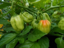 Asi habanero, nebo Dorset naga 2?