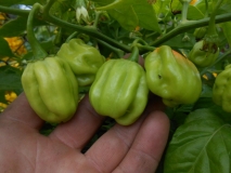 Asi habanero, nebo Dorset naga?