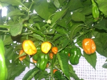 Habanero orange