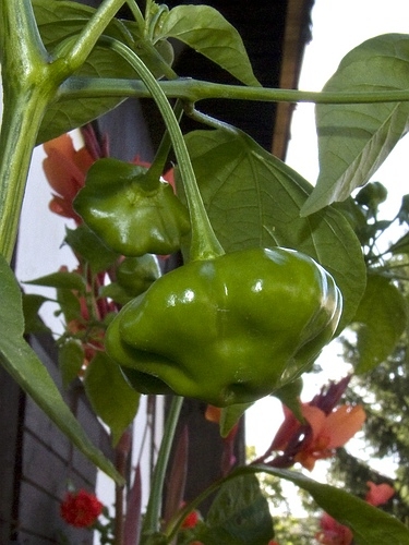 Chilli 2013