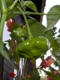 Chilli 2013