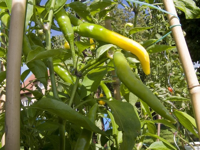 Chilli 2013