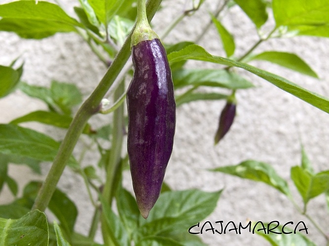 Chilli  9/2013