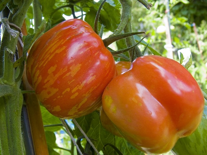Chilli  9/2013