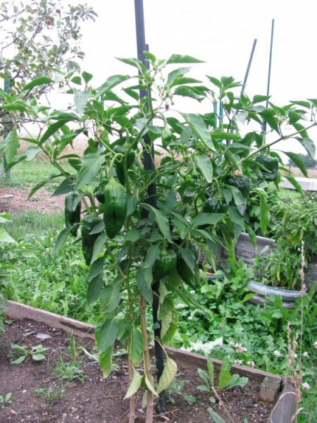Mulato Isleno