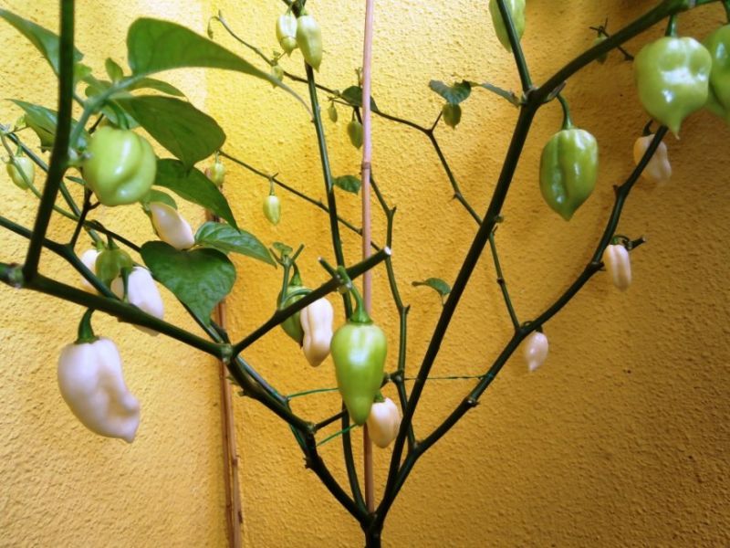 Bhut Jolokia White 1