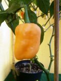 Bhut Jolokia Peach