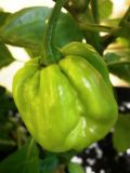 7 Pot Congo Yellow