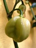 7 Pot Burgundy