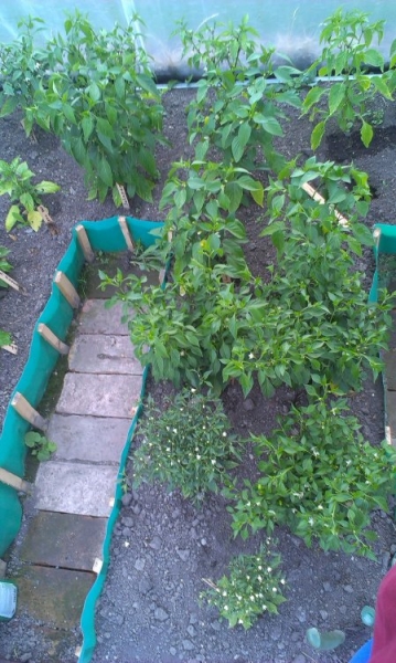 IMAG0269