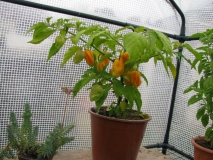 Habanero Yellow - originál Španělsko