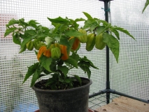 Habanero Yellow - originál Španělsko