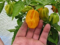 Habanero Yellow - originál Španělsko