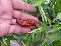 Bhut Jolokia Chocolate