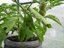 Bhut Jolokia Chocolate