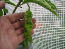 Bhut Jolokia Chocolate