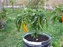 Cayenne Golden