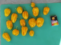 Sklizeň habanero yellow