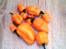 Bhut Jolokia Peach