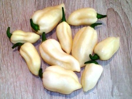 Bhut Jolokia White