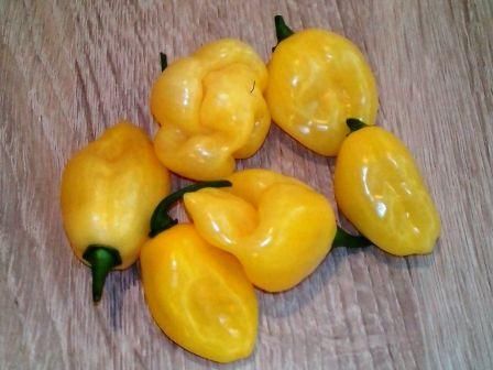 7 Pot-Pod White Hybrid