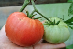 monster tomate ebay USA