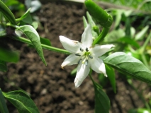 Cayenne Golden